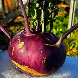 Purple Vienna Kohlrabi Seed