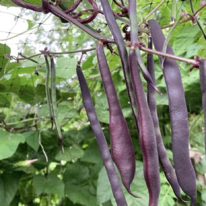 Purple Pod Pole Bean Seed