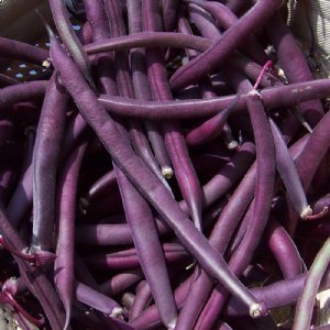 Purple Queen Improved Bean Seed