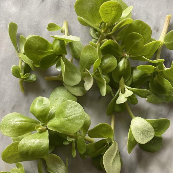 Purslane Golden Seed