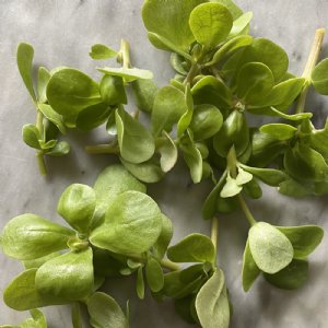 Purslane Golden Seed