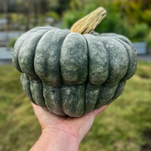 Queensland Blue Squash Seed