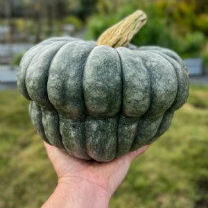 Queensland Blue Squash Seed