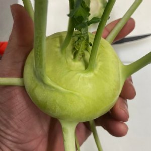 Quickstar Kohlrabi Seed