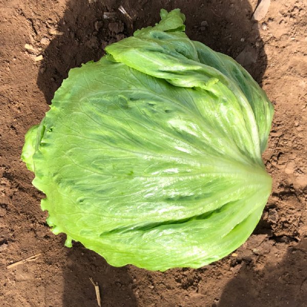 Raider Lettuce Seed