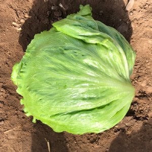 Raider Lettuce Seed