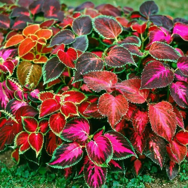 Rainbow Mix Coleus Seed