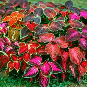 Rainbow Mix Coleus Seed