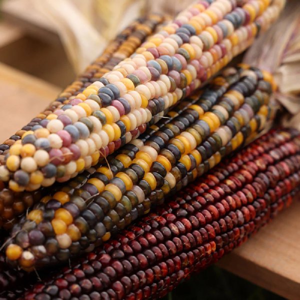 Rainbow Ornamental Corn Seed