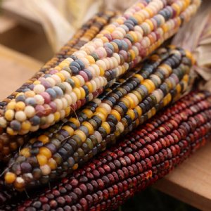 Rainbow Ornamental Corn Seed