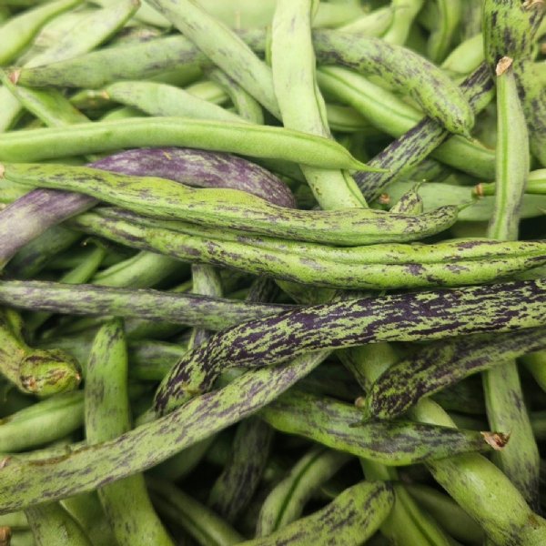 Rattlesnake Bean Seed