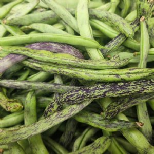 Rattlesnake Bean Seed