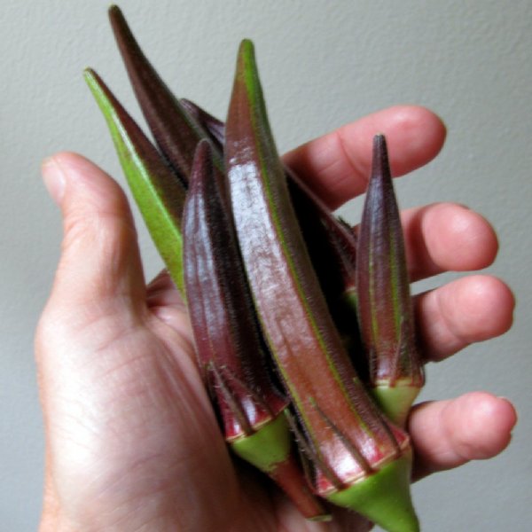 Red Burgundy Okra Seed