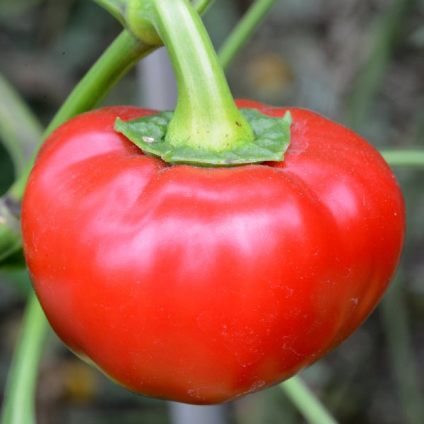 Red Cherry Hots Pepper Seed