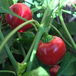 Red Cherry Sweet Pepper Seed