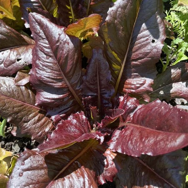 Red Deer Tongue Lettuce Seed