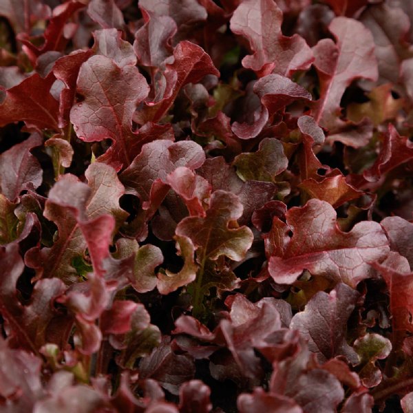 Red Dragon Lettuce Seed