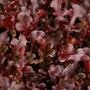 Red Dragon Lettuce Seed