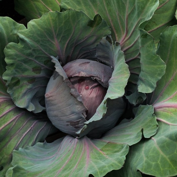 Red Express Cabbage Seed