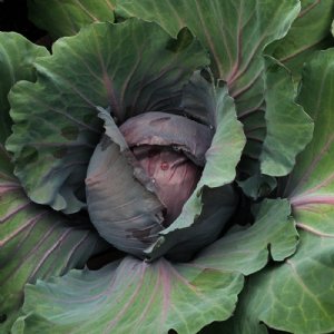 Red Express Cabbage Seed