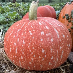 Red Eye Pumpkin Seed