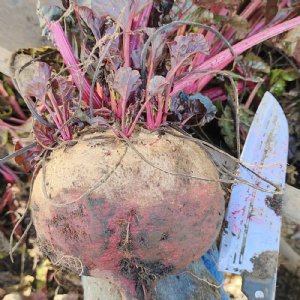 Red Fodder Beet Seed