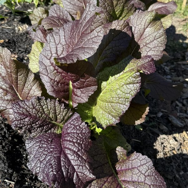 Red Giant Mustard Seed