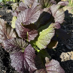 Red Giant Mustard Seed