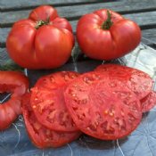 Red Heirloom Tomato Seeds