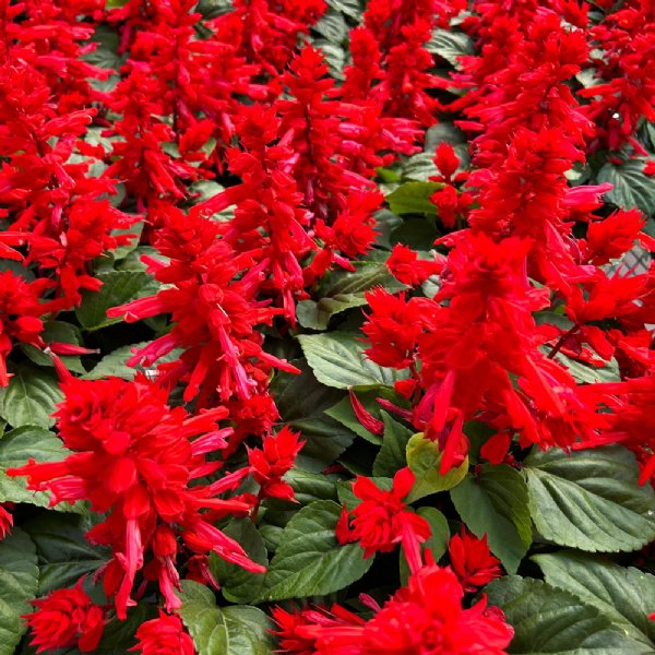 Red Hot Sally II Salvia Seed