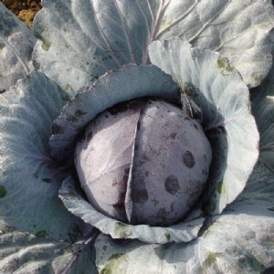 Red Jewel Cabbage Seed