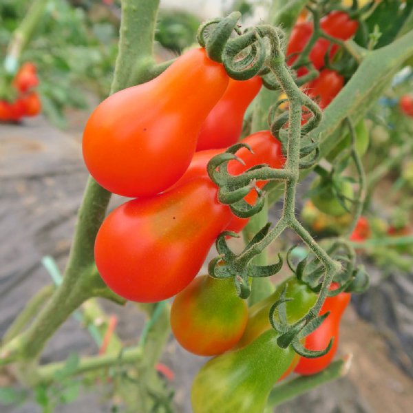 Red Pear Tomato Seeds