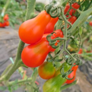 Red Pear Tomato Seeds