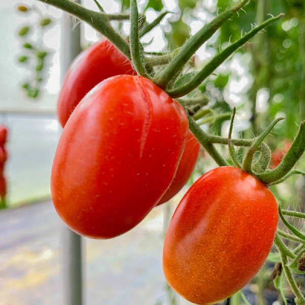 Red Plum Tomato Seeds