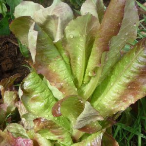 Red Romaine Lettuce Seed