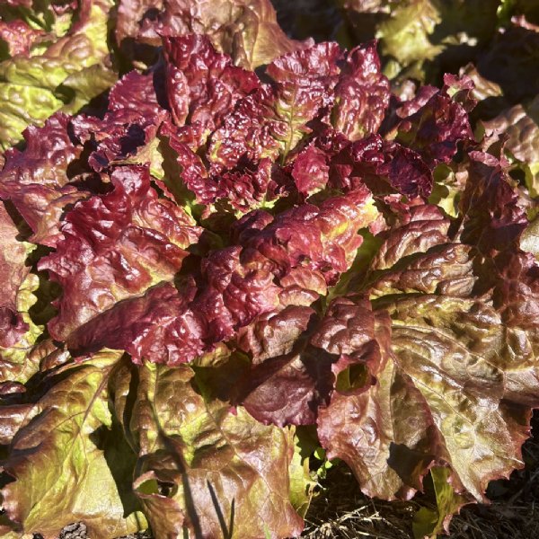 Red Sails  Lettuce Seed