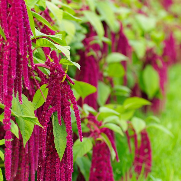 Red Tails Amaranthus Seed