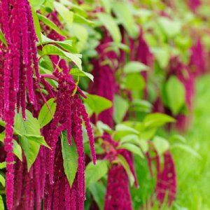 Red Tails Amaranthus Seed