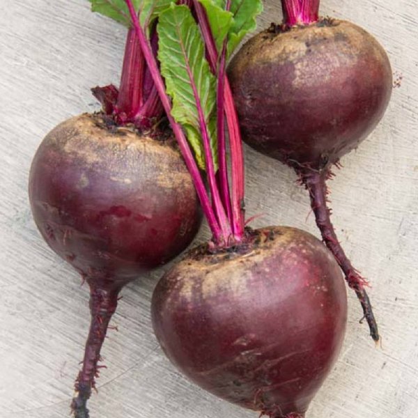 Red Titan Beet Seed