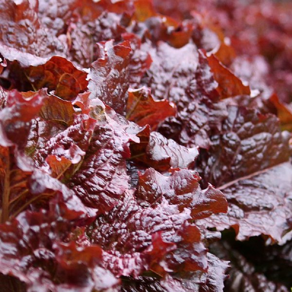 Red Velvet Lettuce Seed