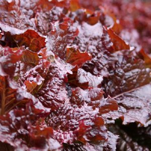 Red Velvet Lettuce Seed