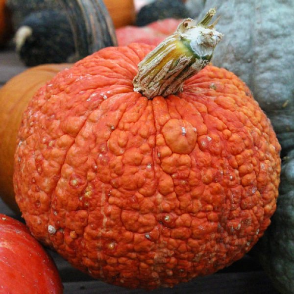 Red Warty Thing Pumpkin Seed