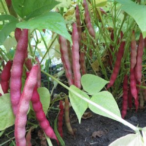 Red Peanut Bean Seed