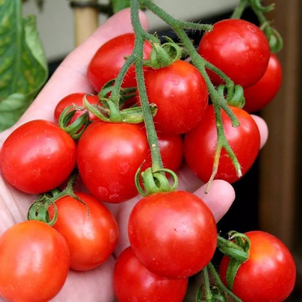 Riesentraube Tomato Seeds