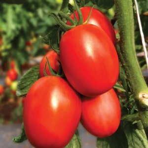 Rio Grande Tomato Seeds