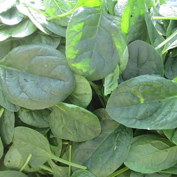 Riverside Spinach Seed