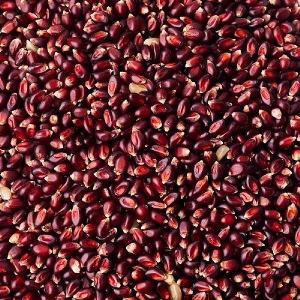 Robust Ruby Red Popcorn Seed