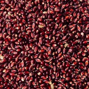 Robust Ruby Red Popcorn Seed