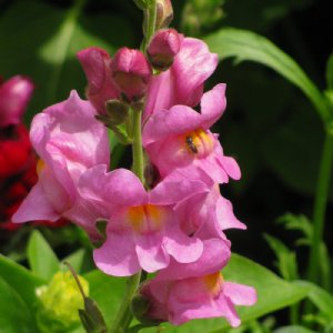 Rocket Orchid Snapdragon Seed