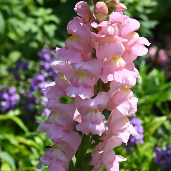 Rocket Pink Snapdragon Seed